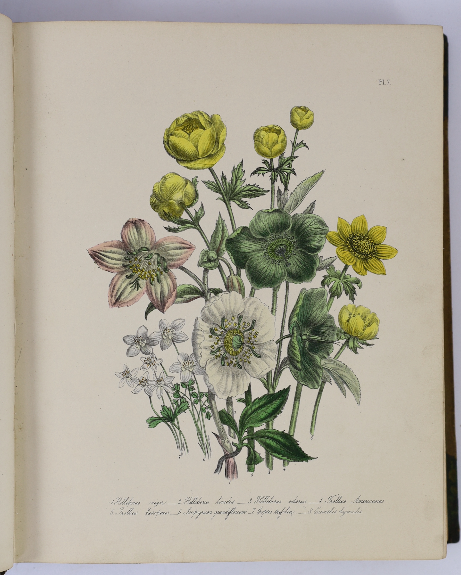 Loudon, Mrs Jane - The Ladies Flower - Garden of Ornamental Perennials. 2nd edition. 90 hand coloured lithographed plates; contemp. green half calf and cloth, gilt ruled spine with maroon label, roy. 4to. (1849)